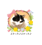 猫のもふさんスタンプその2（個別スタンプ：29）
