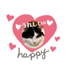 猫のもふさんスタンプその2（個別スタンプ：30）