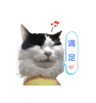 猫のもふさんスタンプその2（個別スタンプ：31）