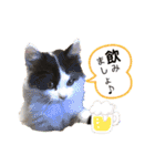 猫のもふさんスタンプその2（個別スタンプ：32）