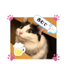 猫のもふさんスタンプその2（個別スタンプ：33）
