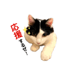 猫のもふさんスタンプその2（個別スタンプ：34）