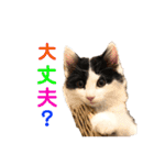 猫のもふさんスタンプその2（個別スタンプ：35）