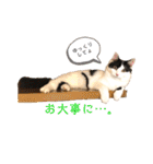 猫のもふさんスタンプその2（個別スタンプ：37）