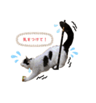 猫のもふさんスタンプその2（個別スタンプ：38）