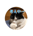 猫のもふさんスタンプその2（個別スタンプ：40）