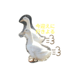 リッチョだよ（個別スタンプ：4）