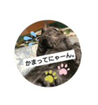 とら＆コロと申します♪（個別スタンプ：2）