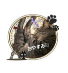 とら＆コロと申します♪（個別スタンプ：3）