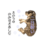 るースタンプʕ•ᴥ•ʔ（個別スタンプ：12）