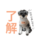 るースタンプʕ•ᴥ•ʔ（個別スタンプ：19）