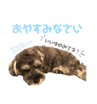 るースタンプʕ•ᴥ•ʔ（個別スタンプ：24）