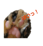 うちのにゃんこが言うことにゃ（個別スタンプ：1）