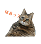 うちのにゃんこが言うことにゃ（個別スタンプ：4）