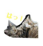 うちのにゃんこが言うことにゃ（個別スタンプ：7）
