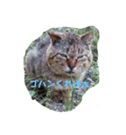 うちのにゃんこが言うことにゃ（個別スタンプ：11）