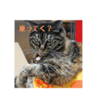 うちのにゃんこが言うことにゃ（個別スタンプ：16）