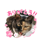 うちのにゃんこが言うことにゃ（個別スタンプ：20）