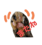 うちのにゃんこが言うことにゃ（個別スタンプ：24）
