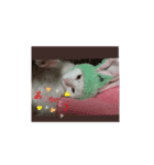 白猫さんの使えるスタンプ（個別スタンプ：2）