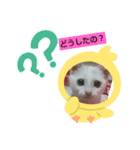 白猫さんの使えるスタンプ（個別スタンプ：3）