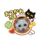 白猫さんの使えるスタンプ（個別スタンプ：4）