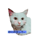 ネコのメルちゃんスタンプ（個別スタンプ：7）