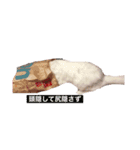 ネコのメルちゃんスタンプ（個別スタンプ：9）