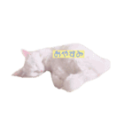 ネコのメルちゃんスタンプ（個別スタンプ：16）