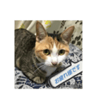 ねこのリリーちゃん日常スタンプ（個別スタンプ：1）
