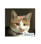 ねこのリリーちゃん日常スタンプ（個別スタンプ：2）