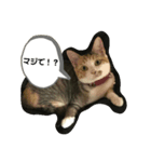 ねこのリリーちゃん日常スタンプ（個別スタンプ：3）