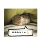 ねこのリリーちゃん日常スタンプ（個別スタンプ：4）