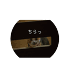 ねこのリリーちゃん日常スタンプ（個別スタンプ：5）