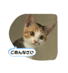 ねこのリリーちゃん日常スタンプ（個別スタンプ：7）