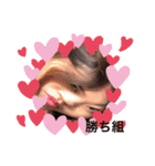 ぽまやfan（個別スタンプ：6）