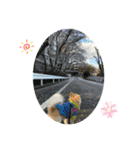 ワンコのいつも（個別スタンプ：2）