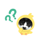 我が家のにゃんず3（個別スタンプ：4）