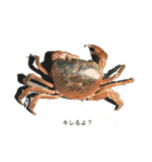 自然の生き物（個別スタンプ：5）