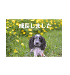 レディと一緒（個別スタンプ：16）