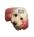 わんず♡Ryu（個別スタンプ：1）