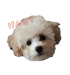 ぽぽちゃんスタンプver（個別スタンプ：1）