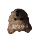 ぽぽちゃんスタンプver（個別スタンプ：3）