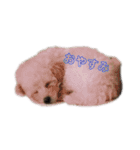 ぽぽちゃんスタンプver（個別スタンプ：9）