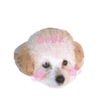 ぽぽちゃんスタンプver（個別スタンプ：16）