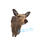 シカシカスタンプ（個別スタンプ：1）