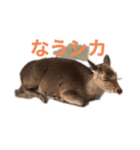 シカシカスタンプ（個別スタンプ：2）