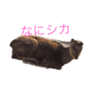 シカシカスタンプ（個別スタンプ：3）