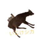 シカシカスタンプ（個別スタンプ：4）