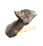 シカシカスタンプ（個別スタンプ：6）